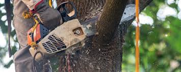 Best Emergency Tree Removal  in South Sumter, SC