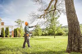 Best Tree Cabling and Bracing  in South Sumter, SC