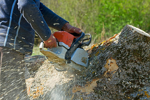 Trusted South Sumter, SC  Tree Services Experts